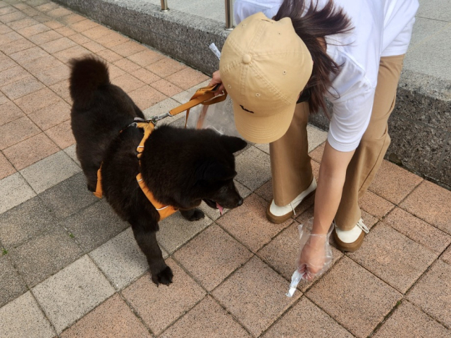 반려동물 울타리를 넘어 비반려인, 즉 사회를 위해 애쓰는 영역까지도 관심 갖는 단체들이 많아지고 있다. 대구경북 한 산책 모임은 펫 플로깅에 열심이다. 반려견과 함께 산책을 하며 쓰레기를 줍는 활동을 하는 것이다.