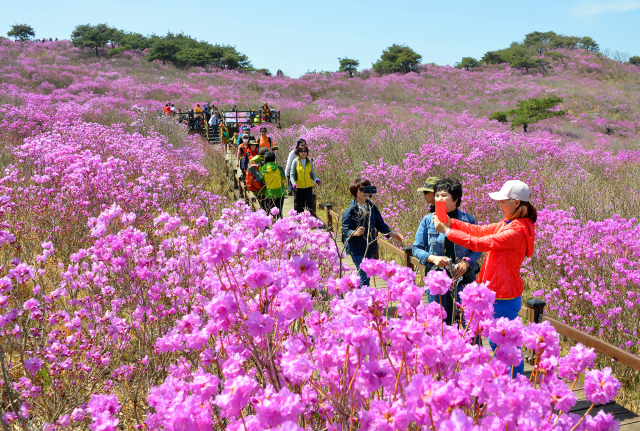 참꽃으로 물든 대구 달성군 유가읍 비슬산에서 관광객들이 봄의 향연에 취하고 있다. 달성군 제공.