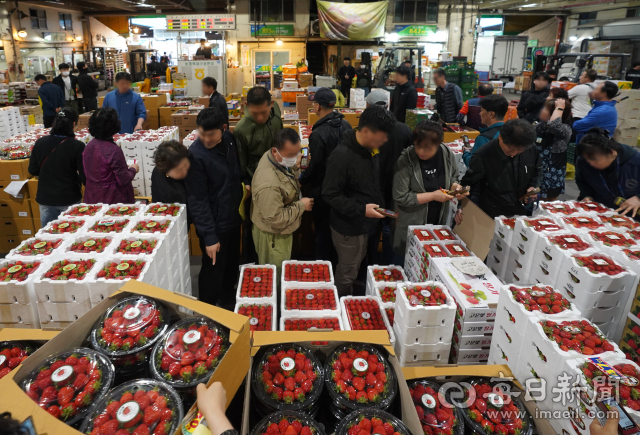 13일 대구 북구 매천동 농수산물도매시장 내 청과물 경매장에서 상인들이 과일을 낙찰받기 위해 입찰에 참여하고 있다. 안성완 기자 asw0727@imaeil.com