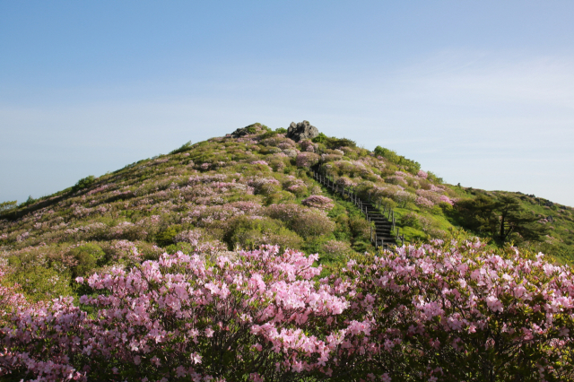 “연분홍 철쭉 꽃 향연 빠져보세요” 영주 소백산철쭉제