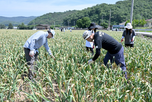 대구 군위군 기획실 직원들이 우모면 봉산리 마늘밭에서 마늘종 뽑기 일손을 도우고 있다. 군위군 제공