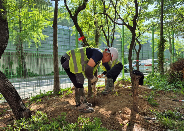 빽빽한 나무 솎아내 다른 학교로…학교 밀식 목(木) 활용사업 추진