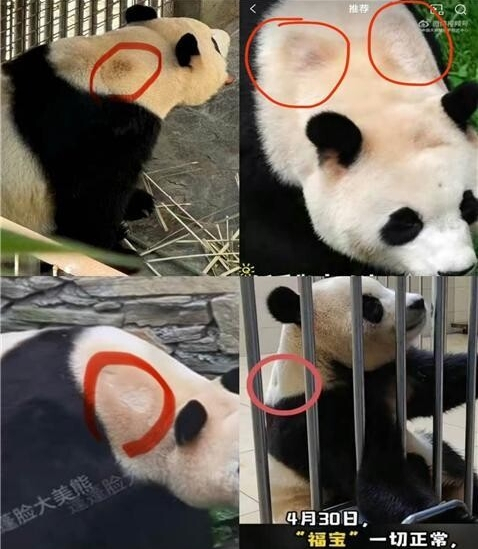 중국 팬들은 푸바오의 목 부분 털이 눌려있는 점, 등쪽 및 이마 등에 탈모가 생긴 것 등을 근거로 푸바오에게 