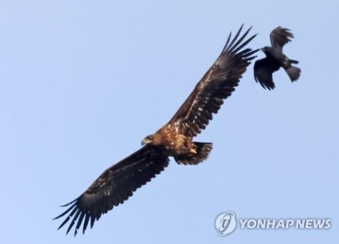 [글로벌 연구] 까마귀는 똑똑하다는 소문은 사실…