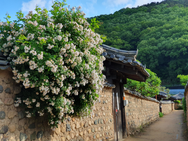 대구 달성군 인흥마을의 하얀 찔레꽃. 능소화로 잘 알려진 기와집 담장에는 5월 사진 동호인들이 하얀 찔레꽃을 카메라에 담기 위해 이른 아침부터 찾는 곳이다.