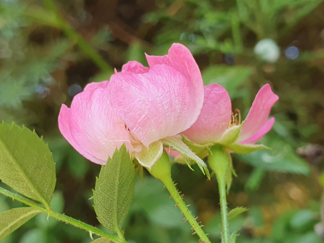 찔레꽃