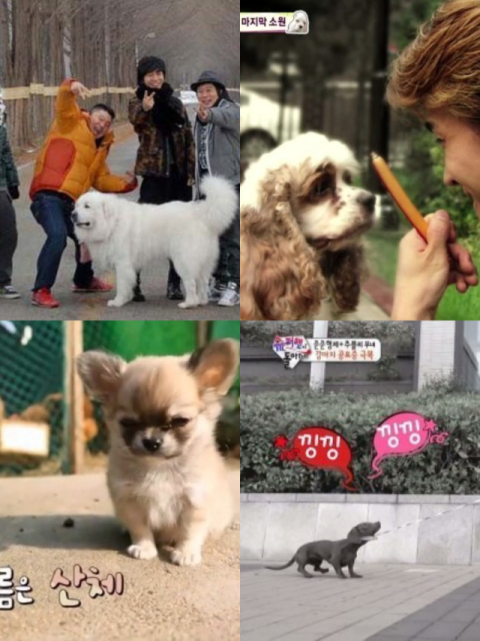 코커스파니엘, 슈나우저가 사라졌다…유행 견종의 그늘  