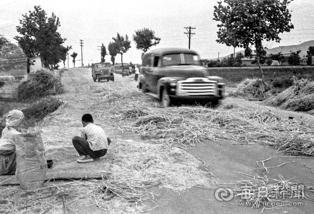 1966년 6월 16일 대구-하양 간 아스팔트 국도에 보릿단이 깔린 가운데 한 가족이 차바퀴로 탈곡한 보리를 수확하고 있다. 1963년 이후 등장한 차바퀴 보리타작은 교통사고 위험으로 점차 자취를 감췄다. 사진=매일아카이빙센터.