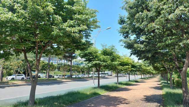 대구 수성구 미술관로 명품 가로숲길. 대구시 제공