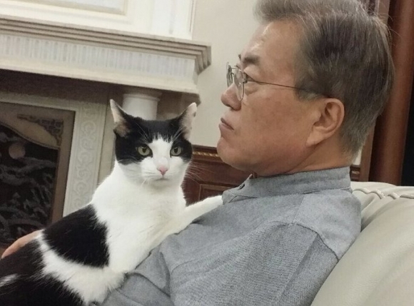 반려묘 