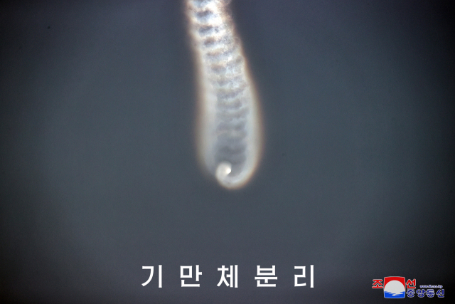 북한이 우리 군이 실패로 판단한 지난 26일 탄도미사일 발사가 다탄두 능력 확보를 위한 