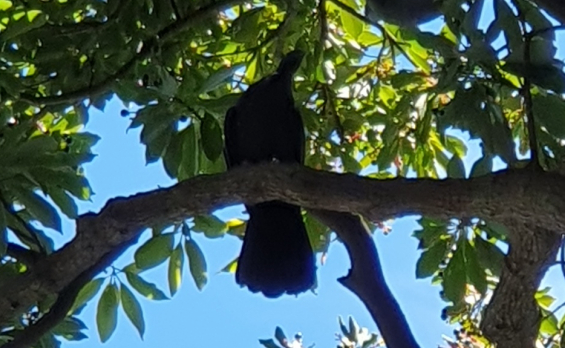 울릉도 관해정 수년 만에 돌아온 흑비둘기