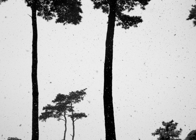 백종하, 경주 남산 삼릉숲, 2011.