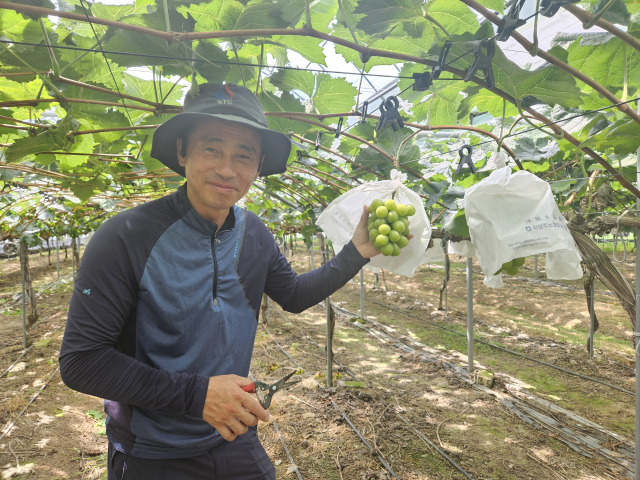 상주시 모동면 시설하우스에서 한 농업업인이 수확한 샤인머스켓을 들어보이고 있다. 상주시농업기술센터 제공