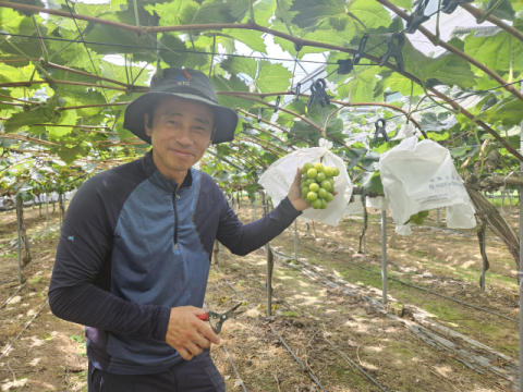 전국 최고수출가격 ‘상주 샤인머스켓’ 수확시작