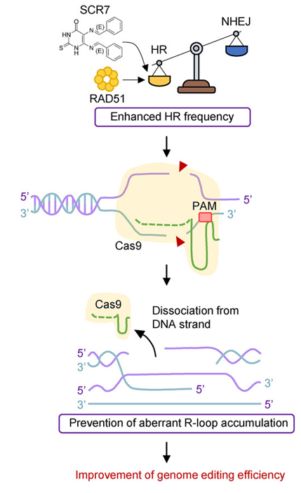 케이메디허브, CRISPR-Cas9 기반 정밀 유전자 교정 기술 개발