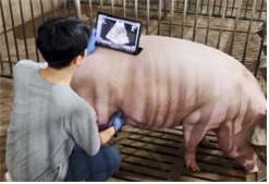 농진청, 세계 최초 돼지 임신 판독 AI 기술 개발