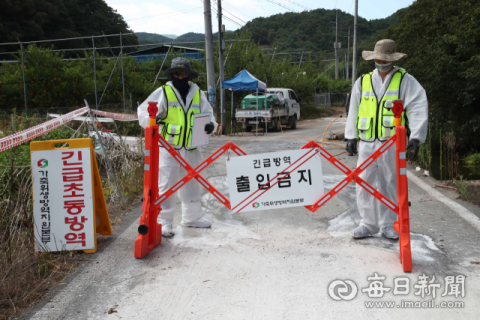 합천서 당진으로 옮겨진 돼지 20마리 중 6마리 폐사…ASF '양성'