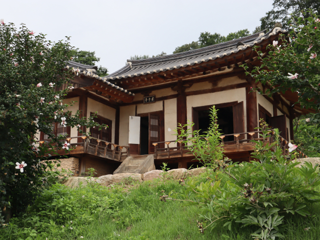 임청각 마당에 핀 무궁화는 석주 이상룡의 애국 독립의 혼이다.