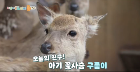 [TV] 아기 꽃사슴 구름이와 랙돌 고양이 릴리  