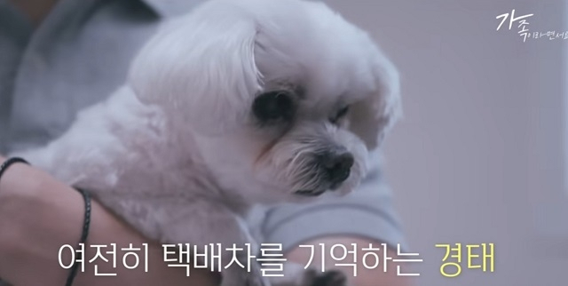 임시 보호자와 생활 중인 경태. 유튜브 채널 