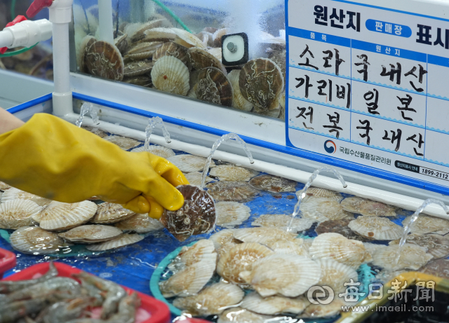 일본 후쿠시마 원전 오염수가 방류된 지 1년이 됐지만 국내 수산업계에 미친 파급은 제한적인 것으로 나타났다. 22일 대구 북구 매천동 수산물도매시장에서 한 상인이 일본산 가리비를 매대에 올려놓고 있다. 안성완 기자 asw0727@imaeil.com