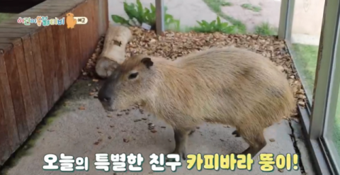 [TV] 동물계 인기스타 재주꾼 카피바라 뚱이 
