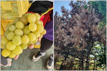 [기후변화 경고등] 가을에도 대구경북 곳곳서 신음…산‧바다‧들 '온난화 직격탄'