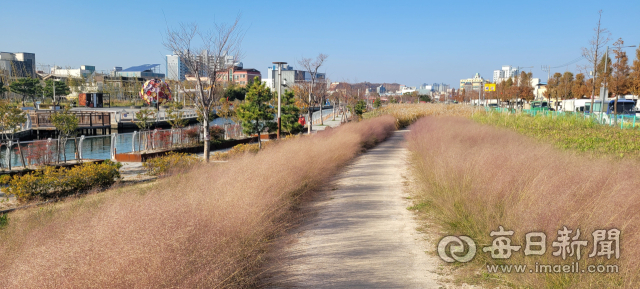 포항운하의 인근 수변공원에 핑크뮬리가 분홍색 물결을 흩날리고 있다. 포항시 제공