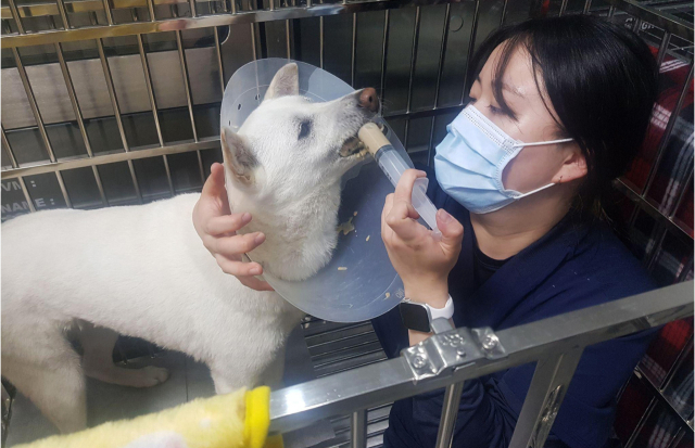 동물 환자가 간호사를 신뢰하게 되면 동물 환자들도 호의적인 표현을 보이기 시작한다.