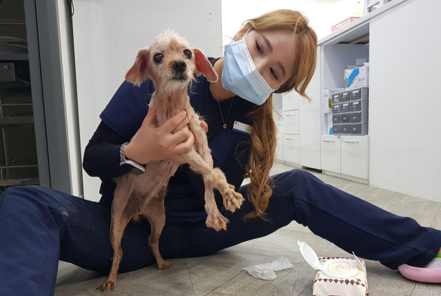 유기견의 고통을 공감하는 동물 간호사는 환자의 재활 치료에 필수적이다.
