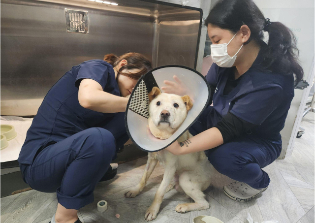 수의사의 입장에서 좋은 동물병원은 동물 간호사의 손에 달려있다고 생각한다.