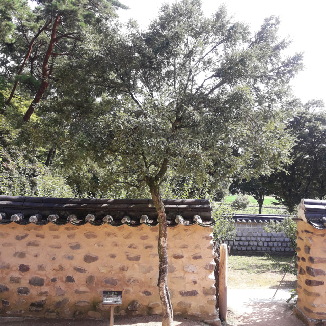 경북 안동 도산서원에 있는 회양목.