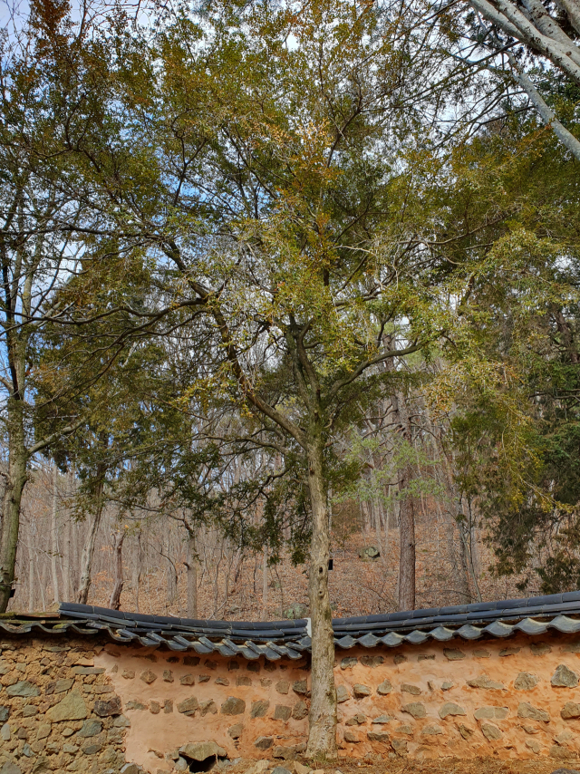 경남 밀양시 삼은정(三隱亭)의 회양목은 생육상태가 좋다.