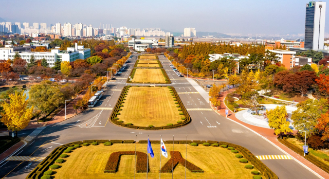 영남대학교 천마로 넓은 잔디밭 둘레의 가장자리에 있는 회양목
