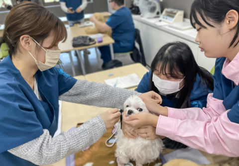 영진전문대 동물보건과, 동물보건사 '3년 완전인증' 눈길