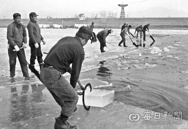 1971년 1월 12일 경북잠사회 잠업사업소 인부들이 대구 동촌 금호강에서 얼음을 채취하고 있다. 얼음은 잠종(누에씨) 저장용으로, 얼음을 채운 잠종냉장고에 누에씨(알)를 보관해 뽕잎이 피는 5월까지 부화시기를 늦추는데 사용됐다. 사진=매일아카이빙센터