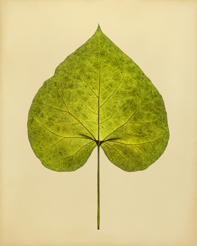 최근희, 둥근잎나팔꽃(Common morning-glory), 2023-2024, Digital inkjet print, 34.9x27.9cm
