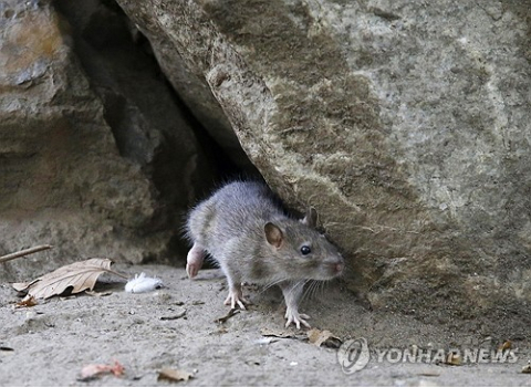 온난화에 살판난 쥐떼…세계 대도시 곳곳서 폭발적 증가