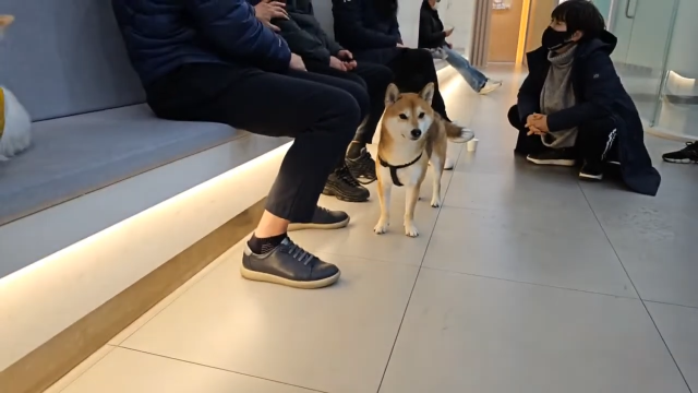 학대가 의심되자, 현재 동물보호단체 케어의 임시 보호를 받고 있는 반려견의 모습. 동물보호 단체