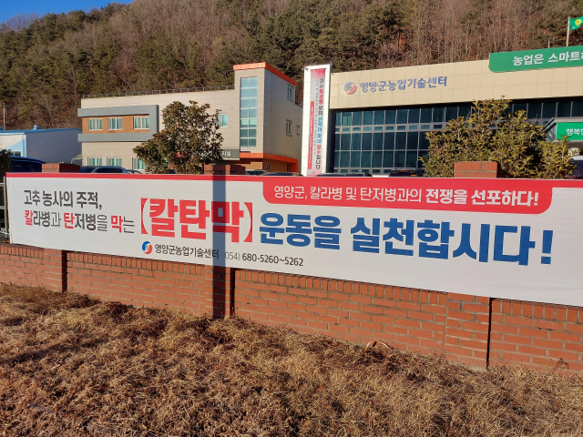 경북 영양군농업기술센터는 지역 특화작물인 영양고추 농가들이 피해를 보지 않도록 칼라병과 탄저병 등 고추 관련 전염병에 대한 예방 홍보 운동을 적극 추진하고 있다. 영양군 제공