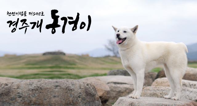 경주시가 시 상징물 추가 지정을 추진하고 있다. 사진은 경주 토종견 