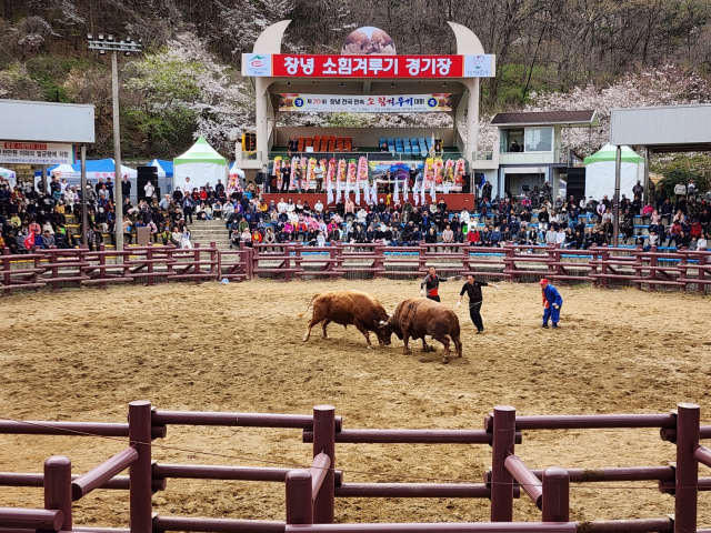 제20회 창녕 전국 민속소힘겨루기대회 경기 장면. 창녕군 제공