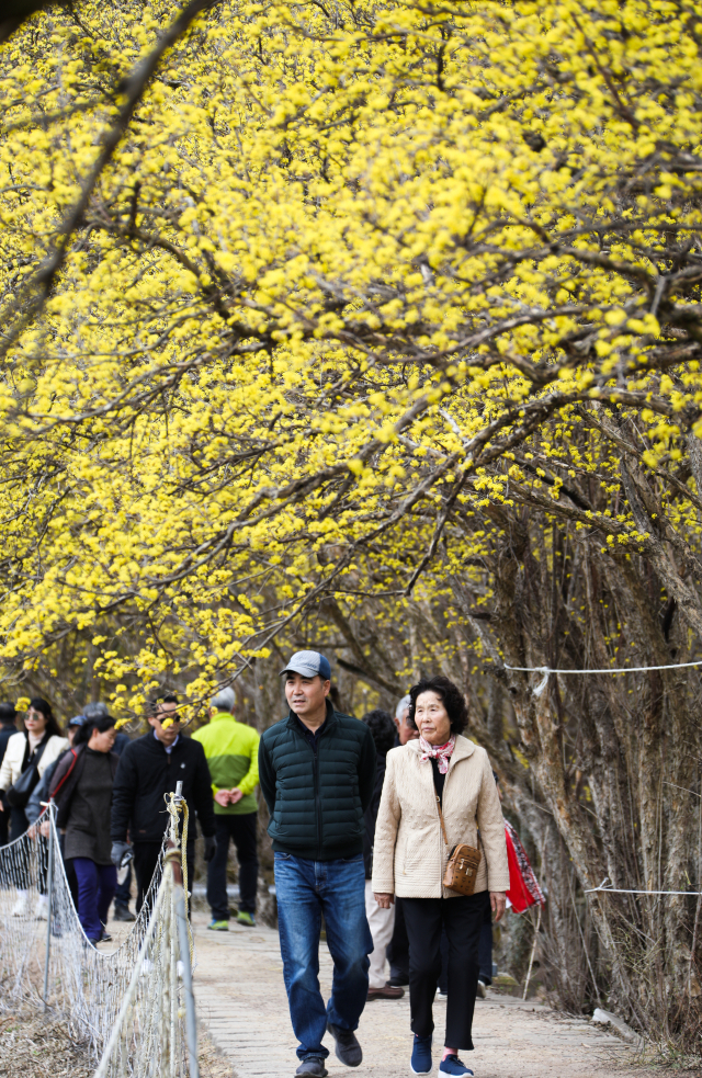 지난해 열린 의성 산수유마을 꽃맞이행사 모습. 의성군 제공.