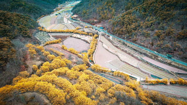 지난해 열린 의성 산수유마을 꽃맞이행사 모습. 의성군 제공.