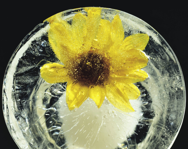 정화옥, Ice Flower #061, 28x36cm, Digital Inkjet Print