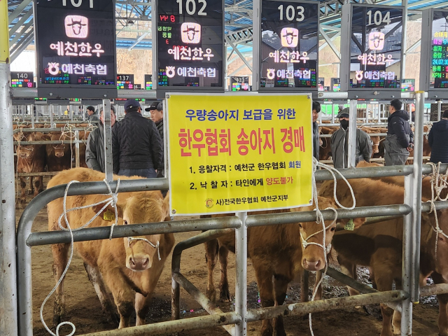 국내 초우량 한우로 꼽히는 KPN1416의 후손. 예천군 제공