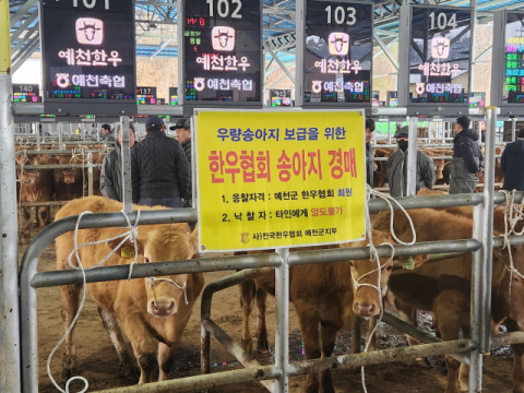 한우협회 예천군지부, KPN1416 후손인 우량암소 확보해 지역 가축시장에 출품