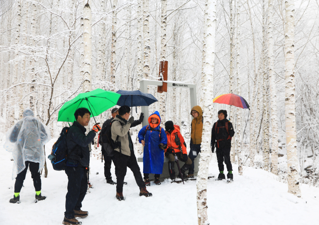영양 자작나무숲의 겨울 모습은 흰 수피와 흰 눈이 어우러져 몽환적인 설국을 연상케 한다. 한국이 아닌 듯한 이국적인 모습에 매료돼 많은 방문객의 발길이 이어지고 있다. 영양군 제공
