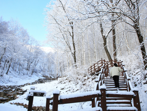 영양 자작나무숲, 하얀 눈과 어우러져 겨울 관광지로 각광